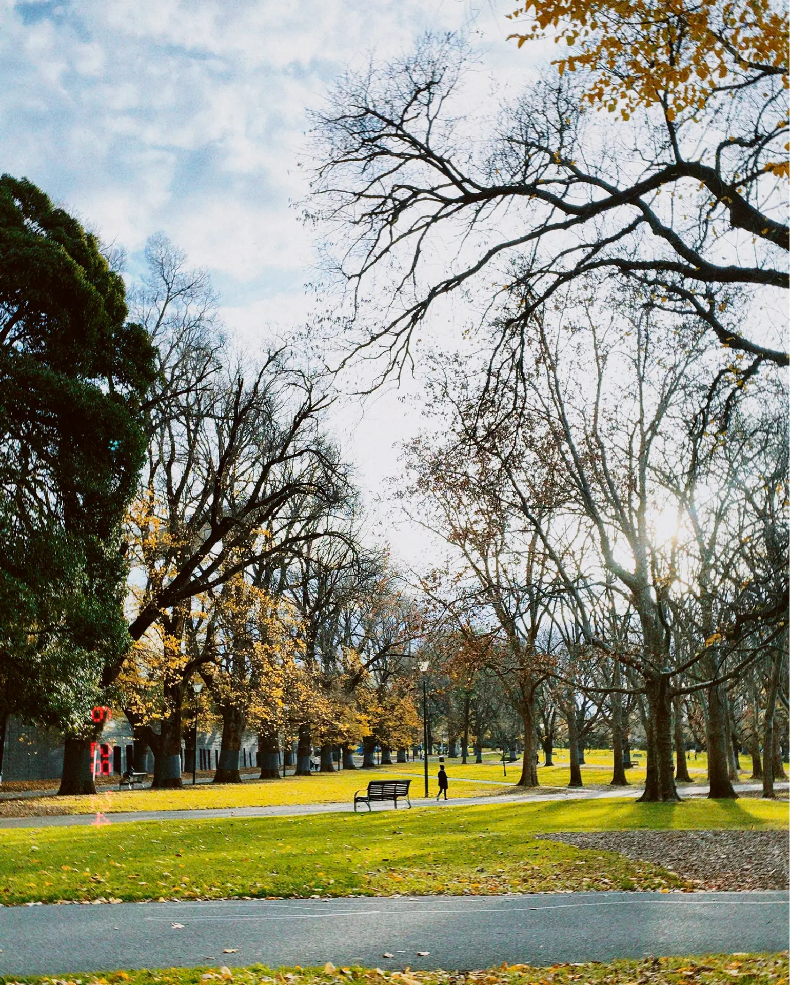 Park with tall trees, fallen leaves and an empty bench in soft afternoon light